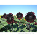 2015 Newest Garden flower Black sunflower seeds for growing